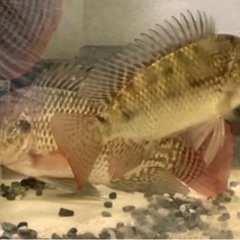 ナイルティラピア成魚7〜8cm 5匹の画像