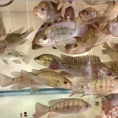 ナイルティラピア成魚7〜8cm 5匹の画像