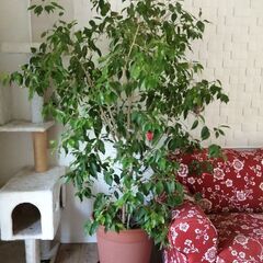 観葉植物ベンジャミン譲ります