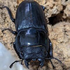 スマトラオオヒラタ　ペア　アチェ産の画像