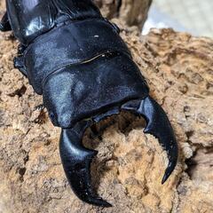 スマトラオオヒラタ　ペア　アチェ産の画像