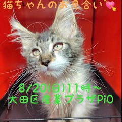 8/20(日)譲渡会。 4/23生メインクーンブラウンタビー＆ホ...