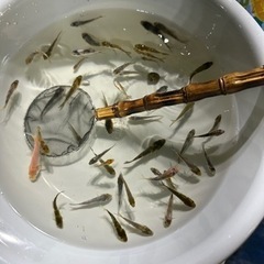 錦鯉　稚魚　昭和三色　選別漏れ　の画像