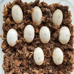 クサガメの赤ちゃん ゼニガメ クサガメベビー 小亀　さしあげます