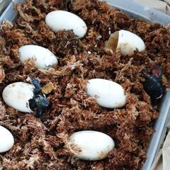 クサガメの赤ちゃん ゼニガメ クサガメベビー 小亀　さしあげますの画像