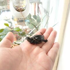 クサガメの赤ちゃん ゼニガメ クサガメベビー 小亀　さしあげますの画像