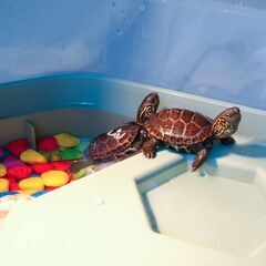 クサガメの赤ちゃん ゼニガメ クサガメベビー 小亀　さしあげますの画像