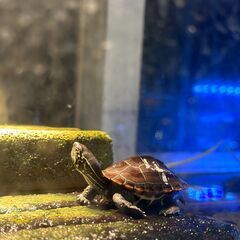 クサガメの赤ちゃん ゼニガメ クサガメベビー 小亀　さしあげますの画像