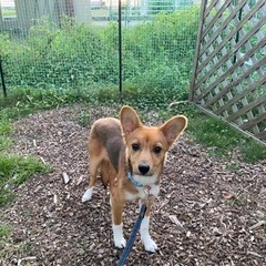 保護犬メイちゃん！生後半年女の子🌸