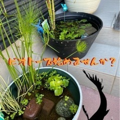 めだかイベント - 大町市