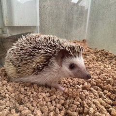 ハリネズミ　4歳　性別不明