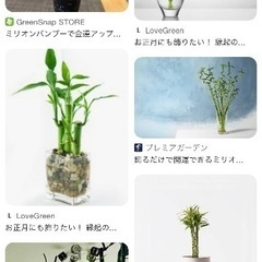 挿し木　管挿し　茎伏せ　サンデリアーナ・ゴールド   水挿し　挿し穂　葉　フラワーアレンジ　ドラセナ サンデリアーナ　茎　ミリオンバンブー　ガーデニング　ハイドロカルチャー　増やせる　フラワーアレンジメント　壁掛け　インテリア　風水　金運　幸運　観葉植物　浄化　癒し　マイナスイオン　会社　インテリア　リビング　ダイニング　オフィス　竹　水耕栽培　の画像