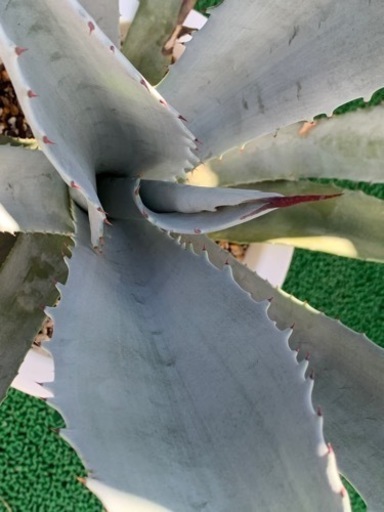 アガベ フランゾシニー 大株 小売