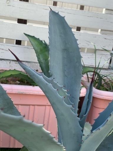 アガベ フランゾシニー 大株 小売