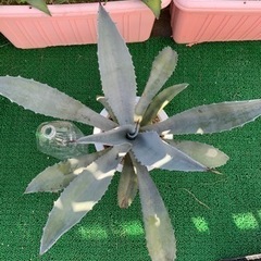 アガベ　フランゾシニー　大株の画像