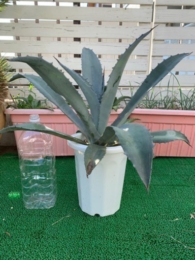 アガベ　フランゾシニー　大株