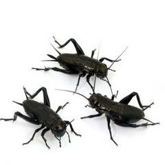 増えすぎたコオロギを下^_^