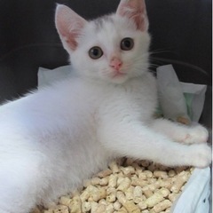 ずっとの家族募集🌼*･アイリス