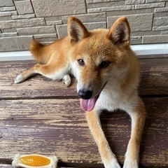 室内飼いが条件