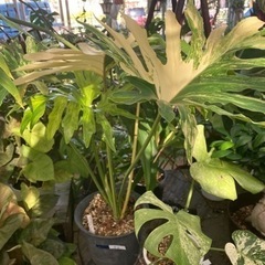 観葉植物のセロームの斑入りを探しています