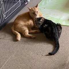 施設閉鎖のため急募🚨ご協力をお願いします😿