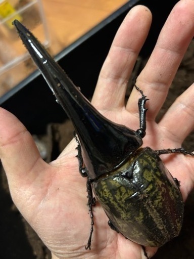 【完了】ヘラクレス・ヘラクレス　C68メテオ ♂152㍉単品　アウトライン　美形