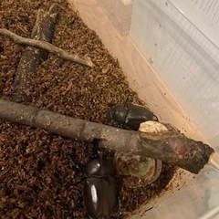 カブトムシ　オス2匹とメス1匹　飼育セット有。の画像
