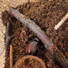 カブトムシ　オス2匹とメス1匹　飼育セット有。の画像