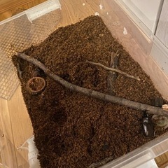 カブトムシ　オス2匹とメス1匹　飼育セット有。の画像