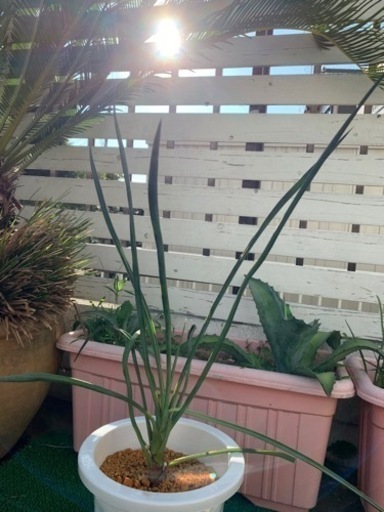 Yucca ユッカ　フィリフェラ　実生苗
