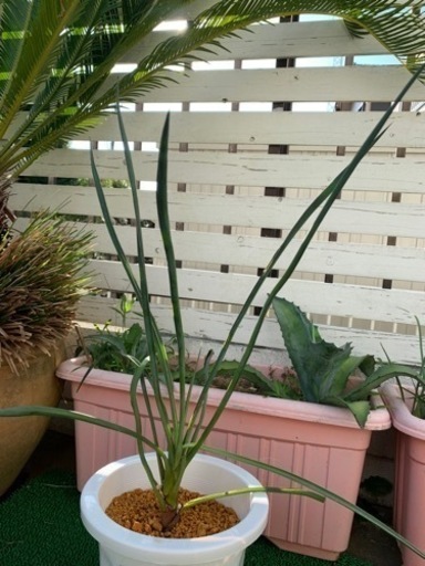 Yucca ユッカ　フィリフェラ　実生苗