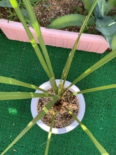 ニオイシュロラン Cordyline australis コルディリネオーストラリス