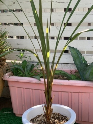 ニオイシュロラン Cordyline australis コルディリネオーストラリス