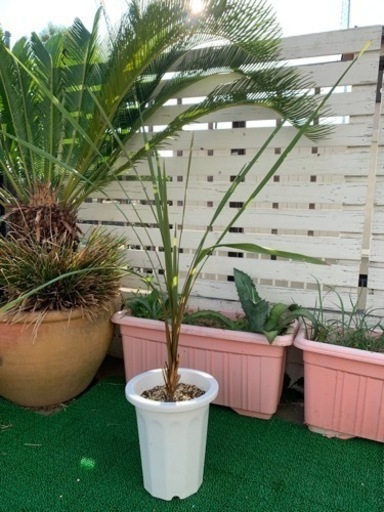 ニオイシュロラン Cordyline australis コルディリネオーストラリス