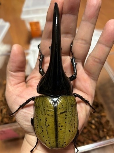 【完了】⓻ ヘラクレス・ヘラクレス　♂単141㍉新成虫　未後食個体　夏休みスペシャル