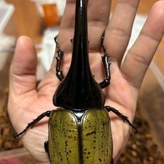 宮崎県のメテオ その他の中古が安い！激安で譲ります・無料であげます 