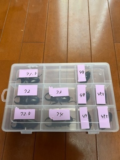 オオクワガタ　♂5  ♀5(オマケ菌糸ビン1400cc 1瓶)(お譲り先決定)