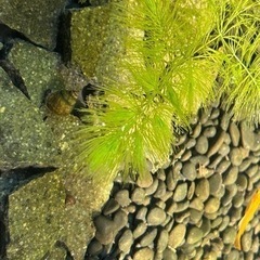 タイムセール水草　マツモ　手のひら代一本の画像