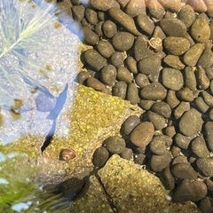 タイムセール水草　マツモ　手のひら代一本の画像