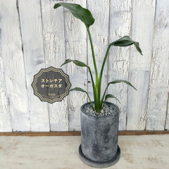 ストレリチア オーガスタ　観葉植物  