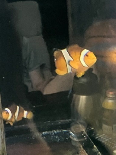 海水魚生体!!