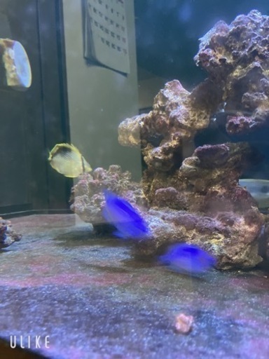 海水魚生体!!