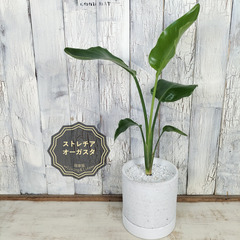 ストレリチア オーガスタ　観葉植物   