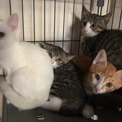 仲良し3兄弟(3ヶ月～4ヶ月)