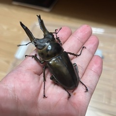 ババオウゴンオニクワガタメス（74mmのオスとペアリング済み）の画像