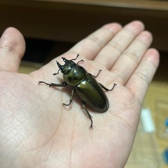 ババオウゴンオニクワガタメス（74mmのオスとペアリング済み）