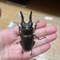 ババオウゴンオニクワガタメス（74mmのオスとペアリング済み）の画像