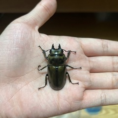 ババオウゴンオニクワガタメス（74mmのオスとペアリング済み）の画像
