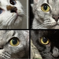 🐱保護活動してます🐱