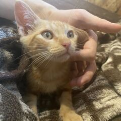 生後２ヶ月　優しくて人懐っこい男の子　茶トラ